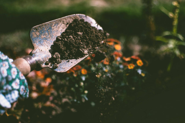 Ilustrasi Apakah Insektisida Bisa Dicampur dengan Pupuk Daun, Foto: Pexels/Lisa Fotios