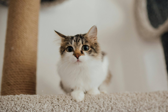 Ilustrasi apakah kucing himalaya galak. Foto: Pexels.com/Arina Krasnikova