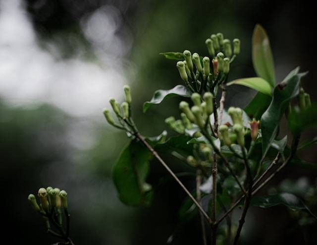 Ilustrasi Penyebab Daun Cengkeh Rontok, Unsplash/Sandy Galabada