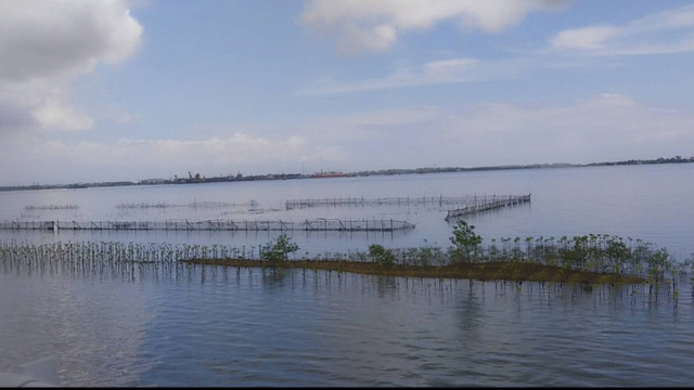 Tanaman mangrove G20 di Tol Bali Mandara. Foto: Denita BR Matondang/kumparan