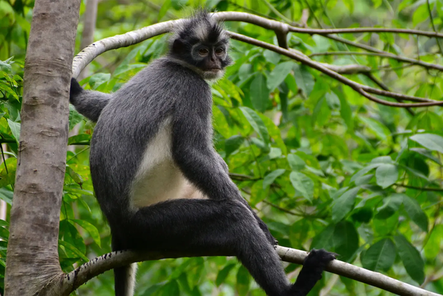 Siamang di Hutan Sumatra - Dok.Intrepid