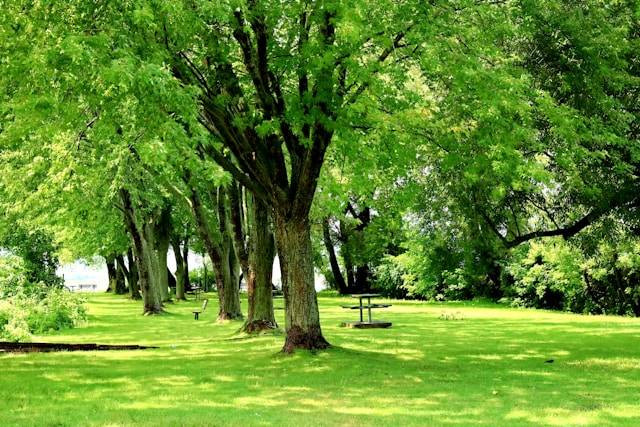 Taman Jayawijaya Solo. Foto Hanya Ilustrasi Bukan Tempat Sebenarnya. Sumber Foto: Unsplash.com/Richard Burlton