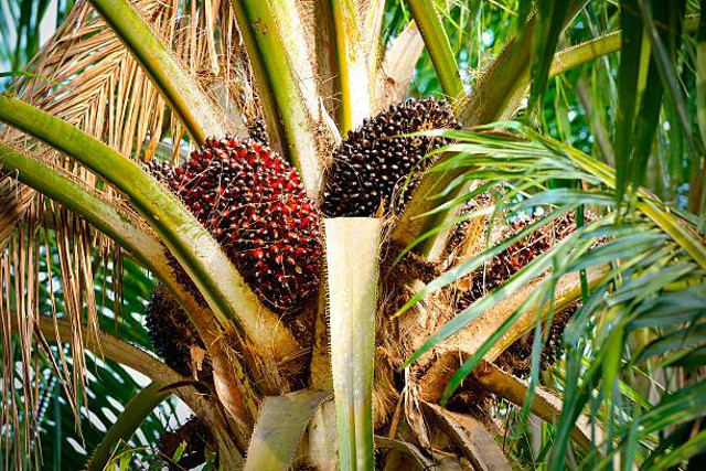 Ilustrasi Pohon Kelapa Sawit (Sumber : https://www.istockphoto.com/id/foto/merapatkan-buah-kelapa-sawit-segar-fokus-selektif-gm503077532-82323053)