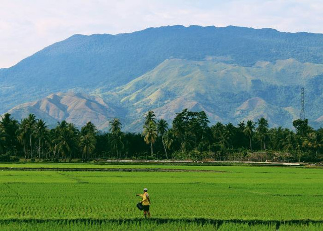 Ilustrasi Keragaman Jenis Pekerjaan Jawa, Unsplash/Sandy Zebua