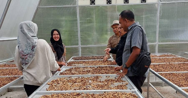 Melda Sari, mahasiswa MBKM, bersama stakeholder Lestari Coffee mengamati proses pengeringan biji kopi lokal di fasilitas produksi