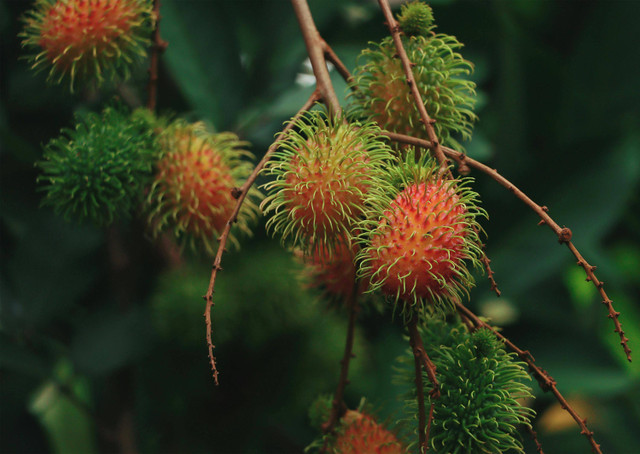 ilustrasi cara pruning rambutan. Pexels/Niranjan T G