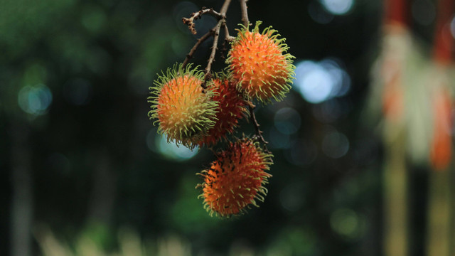 Ilustrasi cara stek rambutan agar cepat berbuah. Unsplash/Anil Xavier