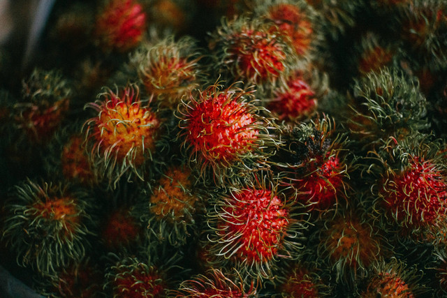 Ilustrasi Cara Okulasi Rambutan, Foto: Unsplash/Joyce Romero