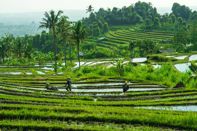 [Cafe Sawah Pujonkidul] Foto hanya ilustrasi, bukan tempat sebenarnya. Sumber: unsplash/Sebastian Pena