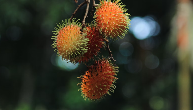 cara merawat rambutan yang benar. Sumber: Unsplash/Anil Xavier