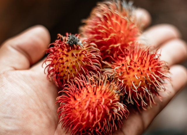 Ilustrasi cara tanam rambutan dari biji. Sumber: Unsplash/Kewe Rodrigues