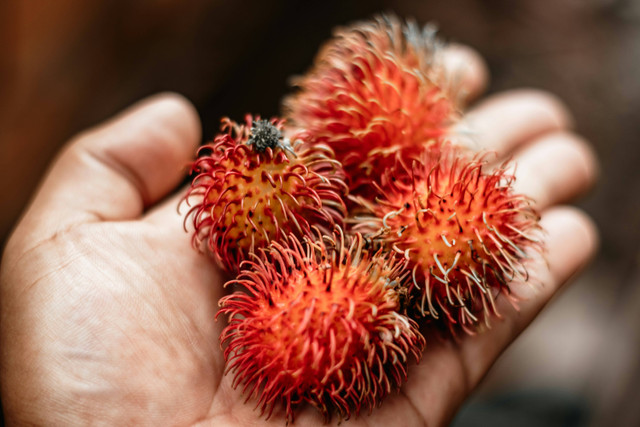 Ilustrasi Penyebab Daun Rambutan Kering Seperti Terbakar, Unsplash/Kawê Rodrigues