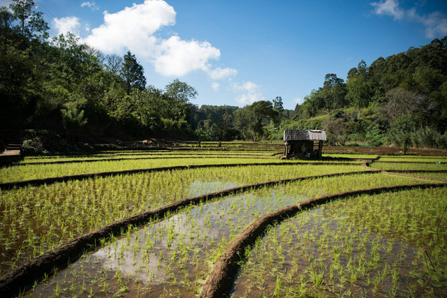 Desa Wisata Pujonkidul. Foto Hanya Ilustrasi, Bukan Tempat Sebenarnya. Sumber Unsplash Daniel Klein