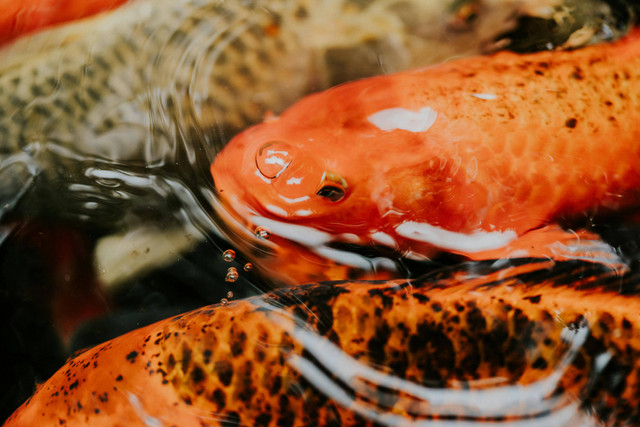 Ilustrasi Cara Pemijahan Gurame di Kolam Beton, Foto: Pexels/Amar Preciado