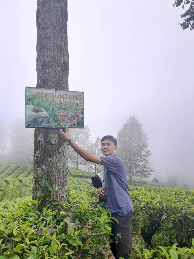 Gerhana di Perkebunan Teh