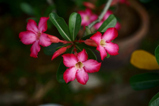 Ilustrasi cara cangkok adenium. Foto: Pexels.com/gabriel bodhi