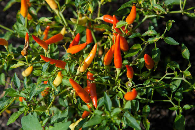 Ilustrasi Cara cangkok cabe rawit. Foto: Pexels.com/Mark Stebnicki