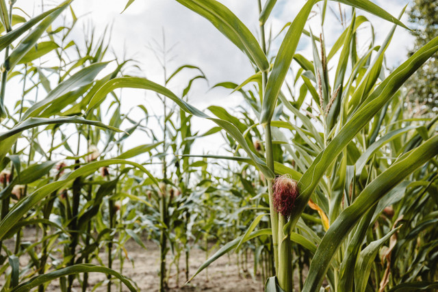 Ilustrasi Rekomendasi Benih Jagung Manis, Foto: Pexels/Sebastian Luna