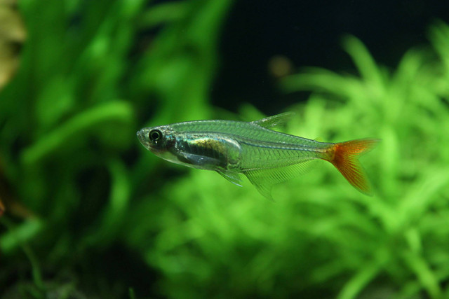 Waktu Pemijahan Ikan Gabus yang Benar Lengkap dengan Tata Caranya | kumparan.com
