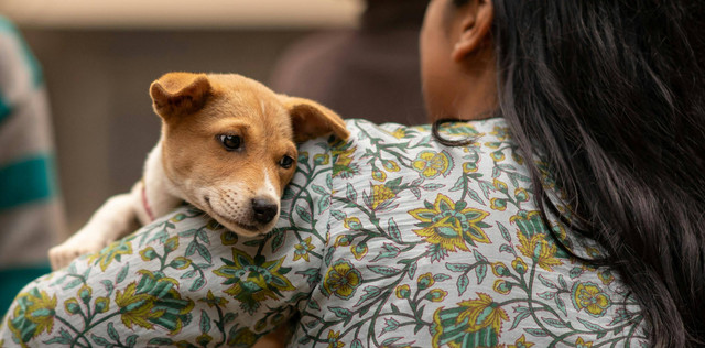 Mall Pet Friendly Malang (Foto hanya ilustrasi, bukan tempat sebenarnya) Sumber: pexels/ Pragyan Bezbaruah