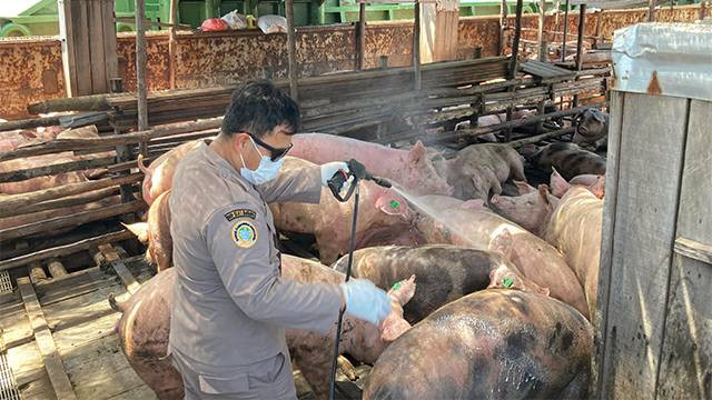 Penyemprotan disinfektan ke ternak babi yang baru tiba dari Bali, untuk mencegah masuknya virus African Swine Fever (ASF).