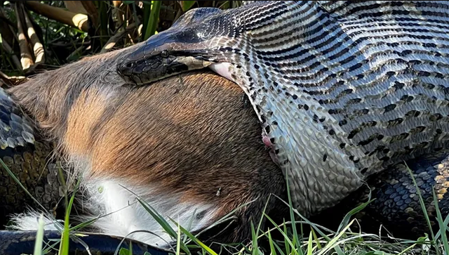 Ular piton burma makan rusa di Florida. Foto: Conservancy of Southwest Florida/Ian Bartoszek