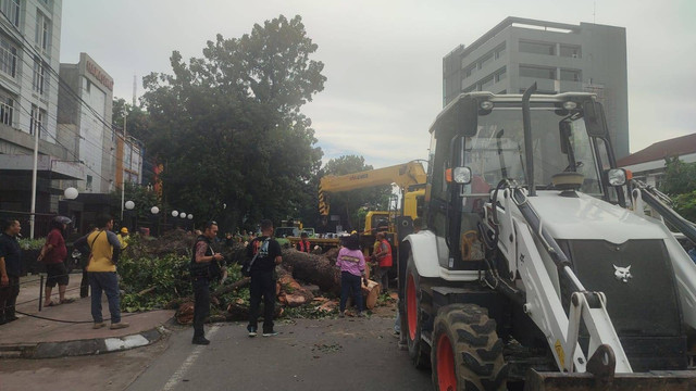 Pohon tumbang di Simpang Glugur, Jalan Yos Sudarso, Medan, pada Jumat (25/10).  Foto: Dok. Istimewa