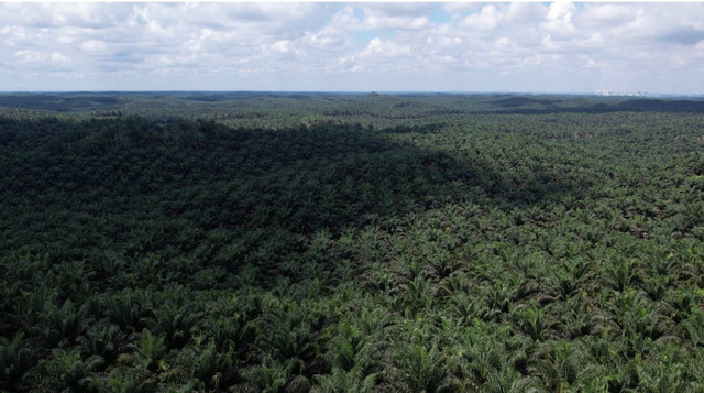 Hamparan kebun sawit di Siak, Riau. Dari pohon sawit inilah berbagai macam olahan minyak sawit dihasilkan dan berkualitas ekspor. Foto: Rizky Lutfiansyah/kumparan