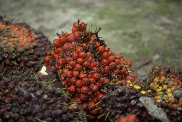 Tandan buah sawit segar yang baru dipanen.  Foto: Faiz Zulfikar/kumparan