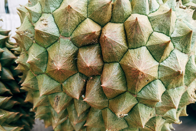 Ilustrasi Apakah Akar Pohon Durian Merusak Pondasi Rumah? Ini Penjelasannya, Unsplash/Markus Winkler