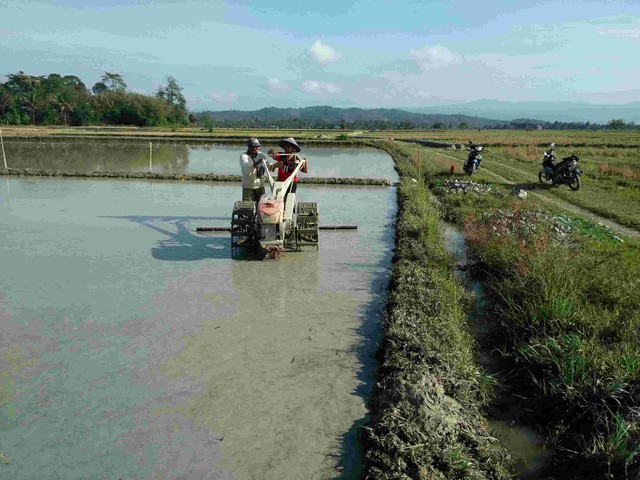 Foto penulis melakukan pembajakan sawah