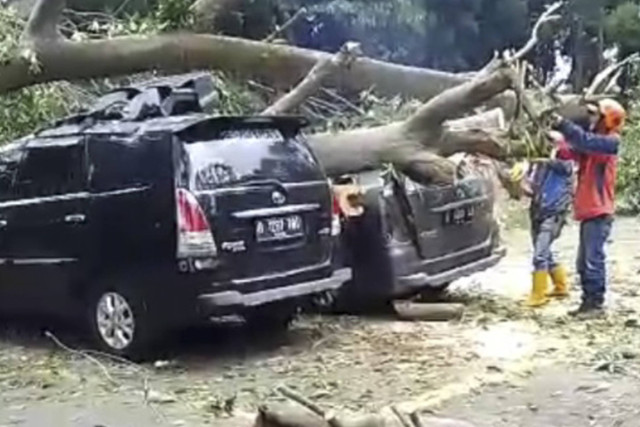 Sejumlah mobil tertimpa pohon tumbang di objek wisata Farmhouse, Lembang, Kabupaten Bandung Barat, pada Minggu (27/10/2024). Foto: Dok. Istimewa