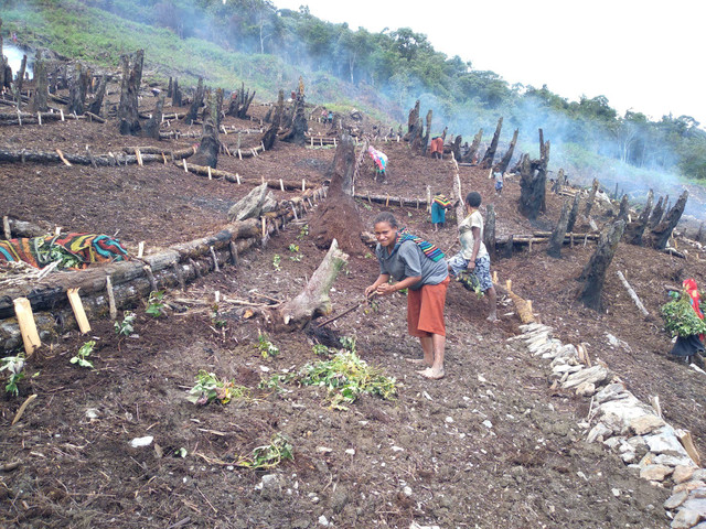 Masyarakat di Kabupaten Puncak Jaya sedang menanam umbian dan komoditas lainnya. Foto: Miren Kogoya.