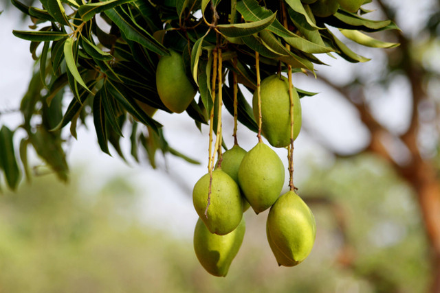 Ilustrasi cara cangkok mangga yang benar. Foto: Pexels.com/Sharath G.