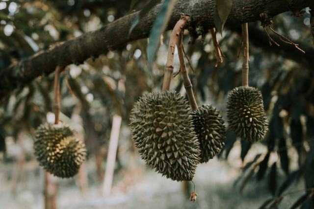 Ilustrasi cara cangkok pohon durian dengan benar. Foto: Pexels.com/HONG SON