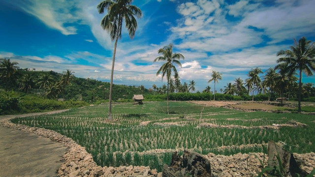 pertanian bawang merah pada lahan tada hujan, polewali mandar, sulawesi barat (Sumber : Foto Pribadi) 