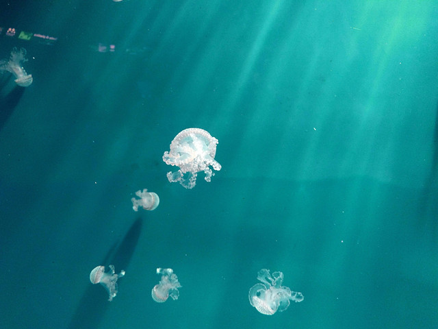 Ilustrasi Cara Menumbuhkan Plankton di Kolam Tanah. Pexels/Diana ✨