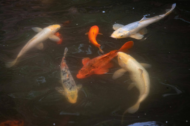 Kekurangan kolam tanah dan kelebihannya, Pexels/Magda Ehlers