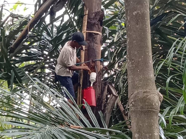 Proses pengumpulan air nira. Foto: Zuhairoh/Kumparan.