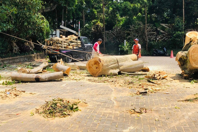 Proses pemotongan pohon tumbang di parkiran Farmhouse, Lembang, Bandung, Senin (28/10/2024).  Foto: Robby Bouceu/kumparan