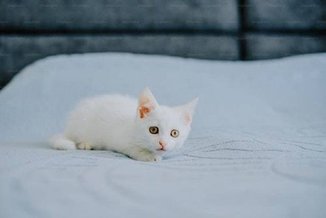 Ilustrasi Ide Nama Kucing Betina. Unsplash/Kateryna Hliznitsova