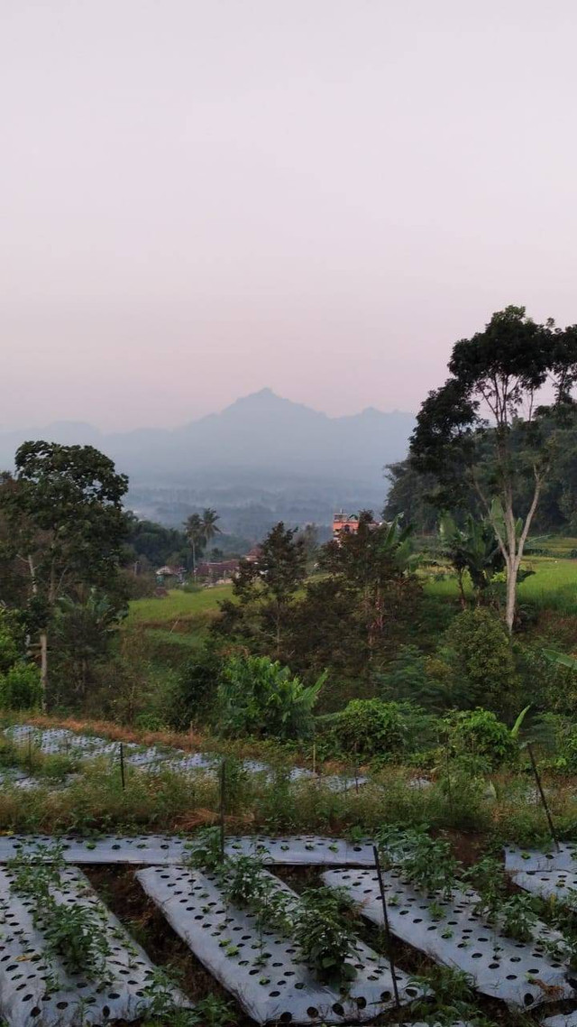 Sumber koleksi pribadi: Pertanian di Ngantang, Malang, Jawa Timur