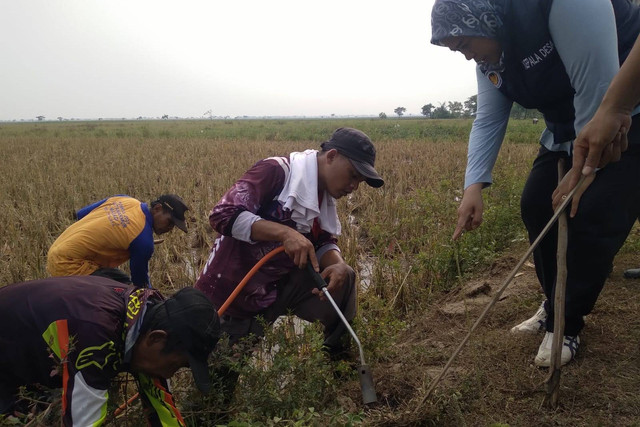 Warga basmi tikus yang serang permukiman di Karawang, Senin (28/10/2024).  Foto: Dok. Istimewa