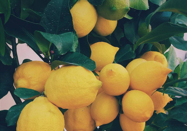 Ilustrasi Cara Membuahkan Jeruk Lemon dalam Pot, Foto: Unsplash/Ernest Porzi