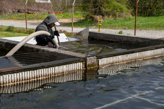 Ilustrasi ukuran kolam beton ikan patin. Foto: Pexels.com/Mark Stebnicki