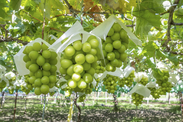 Ilustrasi Anggur Shine Muscat. Foto: Shutterstock