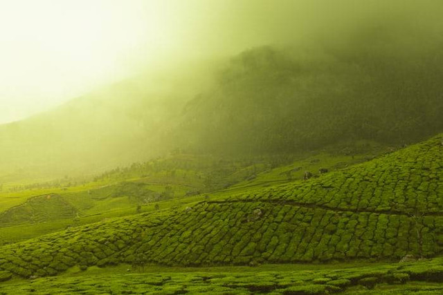 wisata Selabintana Sukabumi. Foto hanyalah ilustrasi bukan tempat sebenarnya. Sumber: Unsplash/Vivek Kumar