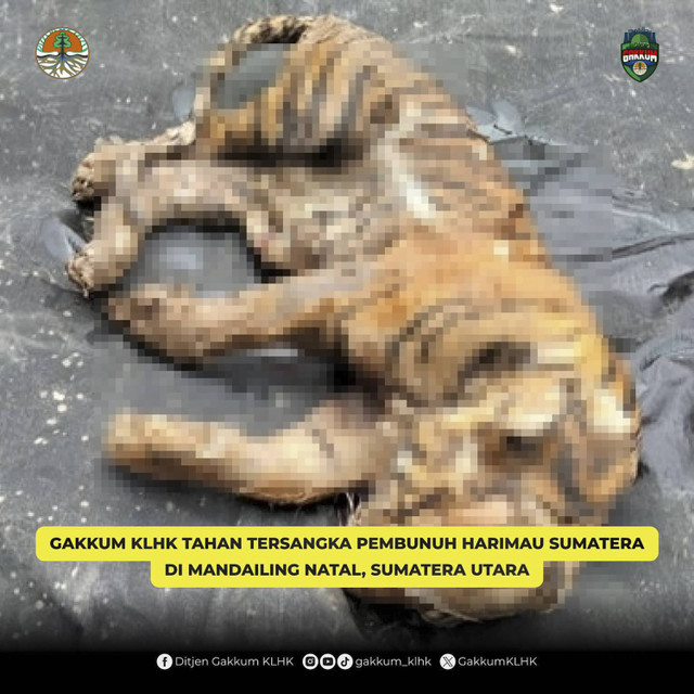 Balai Gakkum KLHK Wilayah Sumatera menangkap AF (24), tersangka dalam perkara memburu dan/atau memperdagangkan satwa yang dilindungi berupa Harimau Sumatera di Kecamatan Kotanopan, Kabupaten Mandailing Natal, Provinsi Sumatera Utara, Rabu (9/10/2024) Foto: Instagram/ @gakkum_klhk