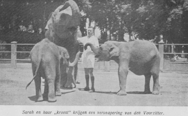 Dua gajah yang dikembangbiakkan di Planten en Dierentuin (sekarang Kebun Binatang Ragunan). Sumber: Koleksi Pribadi