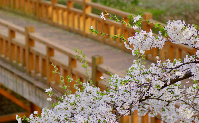 Wisata Semarang Bunga Sakura Ada di Mana. Foto hanya ilustrasi, bukan tempat sebenarnya. Sumber: unsplash.com/Joel Neff.